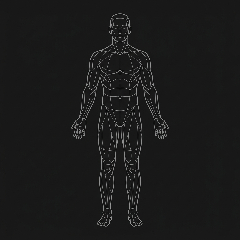 Front body wireframe for joint pain heatmap